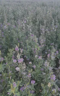 کاه یونجه بدون علف درجه یک