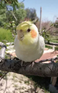 عروس هلندی گمشده