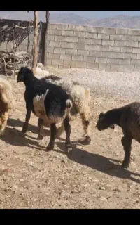 بره نر افشاری قصابی