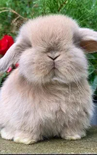 خرگوش لوپ ایسلندی وارداتی