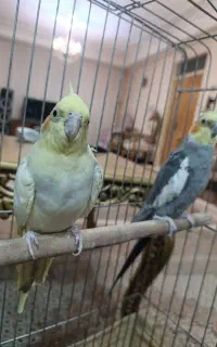 عروس هلندی سخن گو پسته و گندم