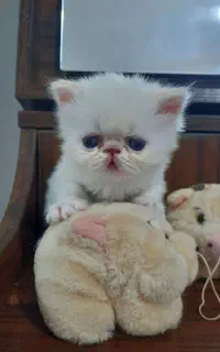 توله های گربه پرشین سوپر فلت