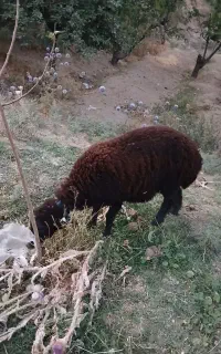 بره