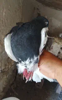 کبوتر قره باش جفت ویک زرد پاپر باخت رفته