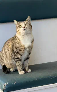 سرپرست دلسوز برای گربه