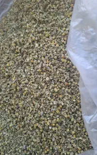 بابونه