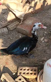 اردک اسرائیلی