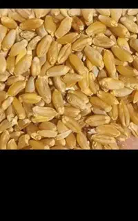 گندم آبی درجه. 1