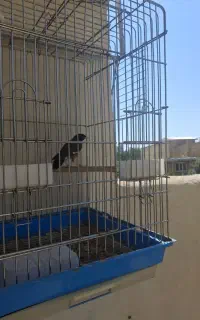 مرغ مینا