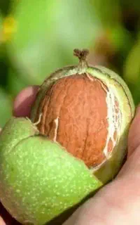 گردو پوست کنی صنعتی