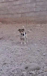 پاکوتاه