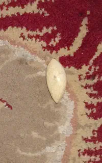 سنگ