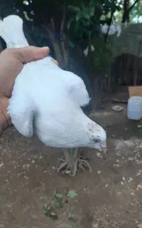 کبوتر