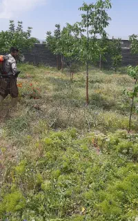 علف زنی باغ با دستگاه علف زنی