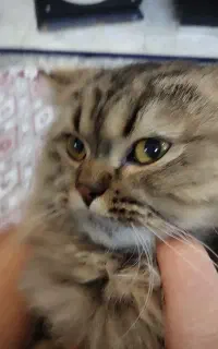 گربه اسکاتیش