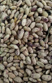 لوبیا چیتی