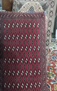 تعداد پنح پشتی