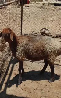 گوسفند
