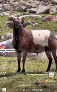 گوسفند زنده پیروزی تهرانپارس نارمک‌‌پاسدارن