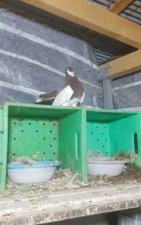 کبوتر یوولگا نر