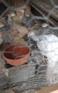 بوقلمون