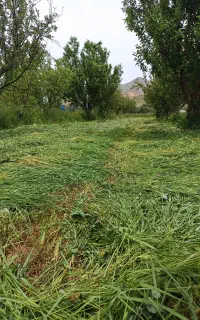 علف‌زنی تخصصی باغ و ویلا با دستگاه علف‌زن