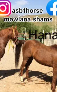 اسب ‌ها پاسپورت