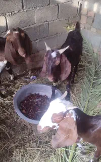 حراج بز نسل دار