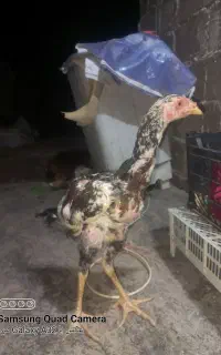 جوجه خروس لاری