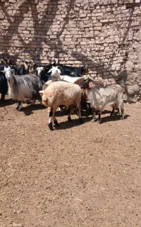 فروش بز