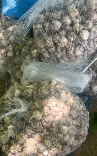 سیر بذری علفی درجه یک