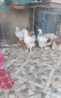 برهما