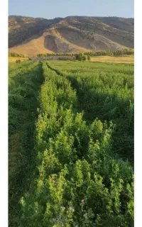 یونجه درجه یک ۹۰ سانتی تحویل درب دامداری جفتی ۱۳۰۰