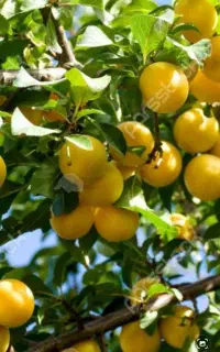 سرکارگرکارهای کشاورزی حسینی