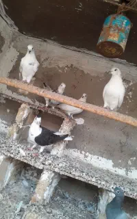 کبوتر فروشی