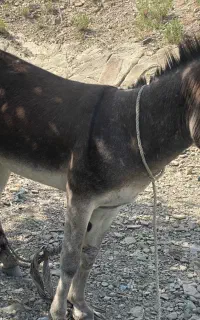 الاغ سرحال