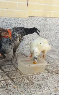 مرغ و خروس و اردک