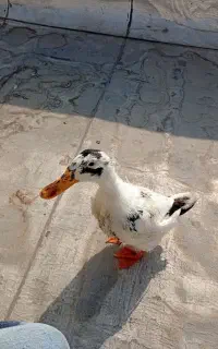 اوردک ۶ماه