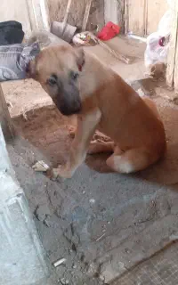 واگذاری توله خراسانی نر