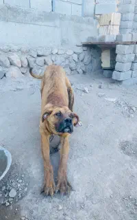 واگذاری سگ