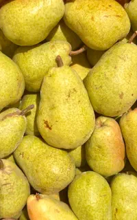 گلابی دوشیز درجه ۱ صادراتی