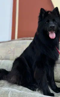 ژرمن بلک موبلند ماده