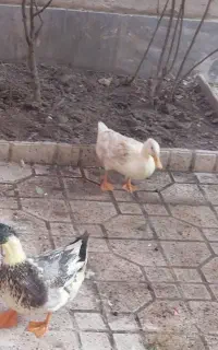 اردک