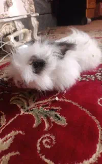خرگوش پشمالو لوپی  بالغ