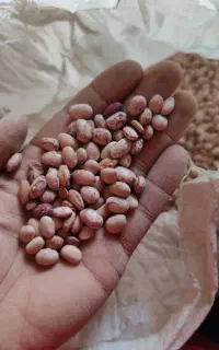 لوبیا چیتی بذر کوشا