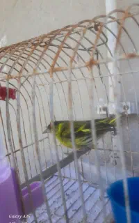 سهره سبز بخون و مست قیمت مفت