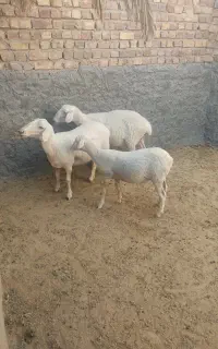 میش اصف