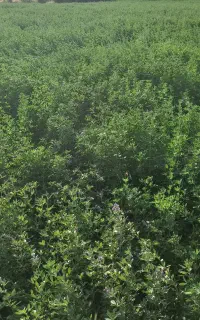 علوفه