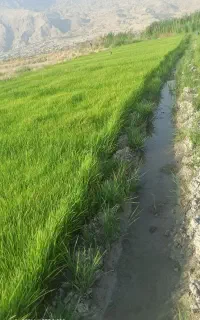 فروش تخم شمیم هاشمی نخ بلند زودرس