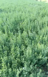 یونجه